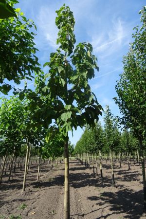 Paulownia-tomentosa-ho-18-20-25