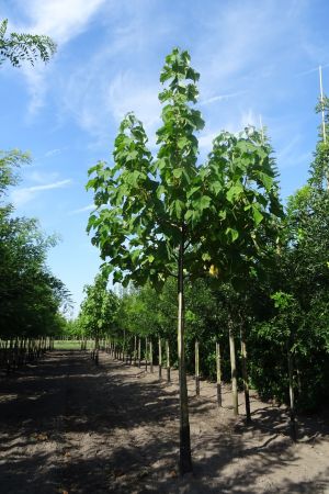 Paulownia-tomentosa-ho-20-25-30