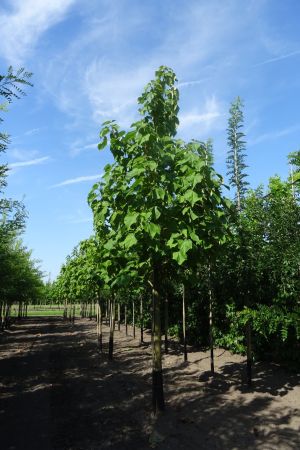 Paulownia-tomentosa-ho-25-30-35