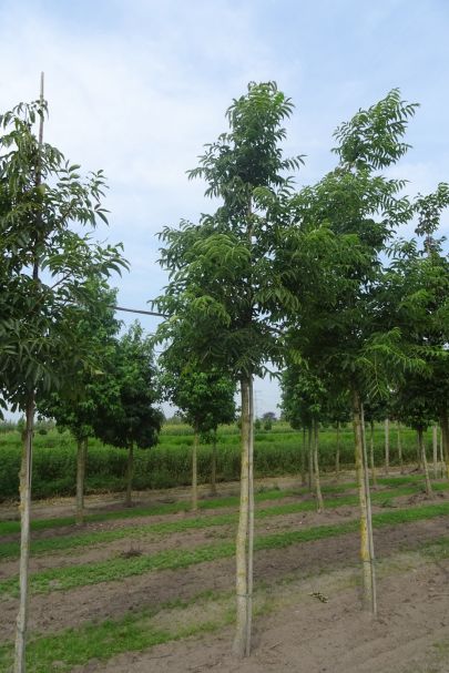 Phellodendron amurense HO