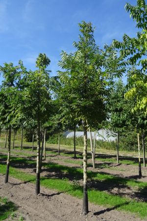 Phelodendron-amurense-ho-16-20
