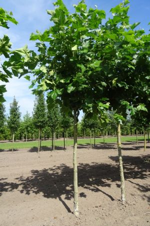 Platanus-h-Malburg-250cm-knot-20-25-30