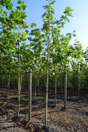 Platanus-h-Malburg-ho-12-14-16