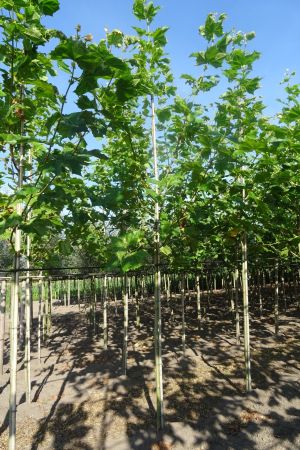 Platanus-h-Malburg-ho-14-16-18