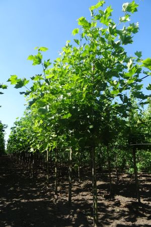 Platanus-h-Malburg-ho-16-18-20