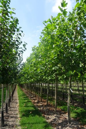 Platanus-h-Malburg-ho-18-20-25