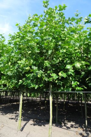 Platanus-h-Malburg-ho-18-20-25