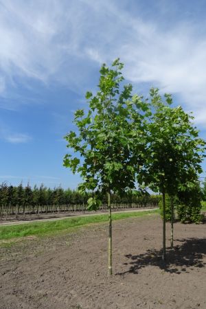 Platanus-h-Malburg-ho-20-25-30