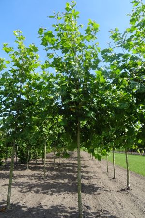 Platanus-h-Malburg-ho-20-25-30