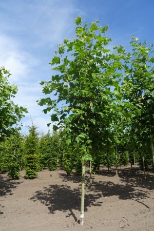 Platanus-h-Malburg-ho-20-25-30