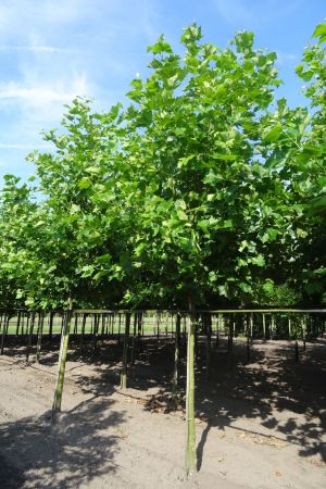 Platanus-h-Malburg-ho-20-25-30