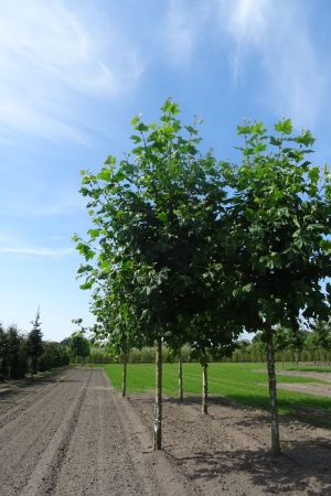 Platanus-h-Malburg-ho-25-30-35