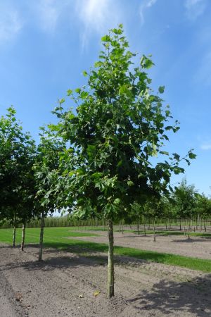 Platanus-h-Malburg-ho-25-30-35