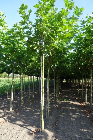 Platanus-h-Malburg-knot-250cm-16-18-20