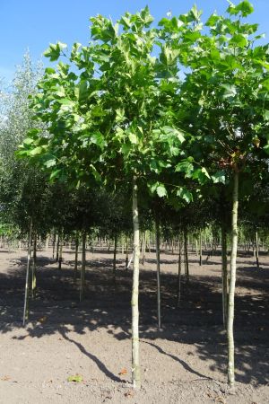 Platanus-h-Malburg-knot-250cm-16-18-20