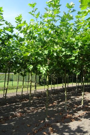 Platanus-h-Malburg-knot-250cm-18-20-25