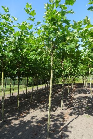 Platanus-h-Malburg-knot-250cm-18-20-25