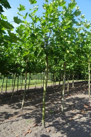 Platanus-h-Malburg-knot-250cm-20-25-30