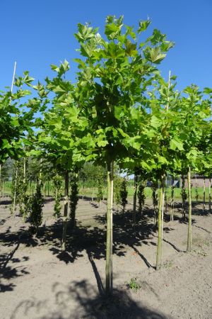 Platanus-h-Malburg-knotvorm-250cm-16-18-20