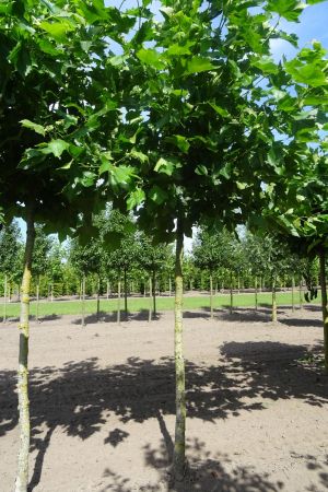 Platanus-h-Malburg-knotvorm-250cm-18-20-25