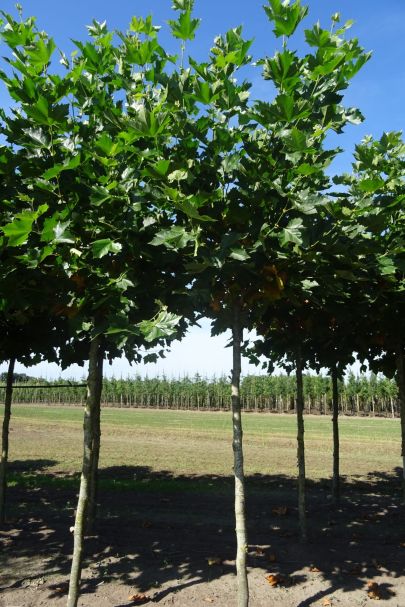 Platanus hispanica 'Malburg' bver