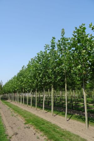 1_Platanus-h-Malburg-ho-20-30-2