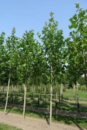 1_Platanus-h-Malburg-ho-20-30