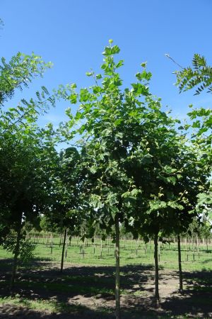 3_Platanus-h-Malburg-ho-20-30