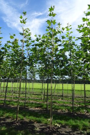 Platanus-h-Malburg-ho-12-16