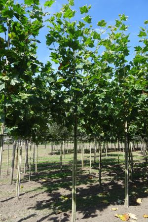 Platanus-h-Malburg-ho-14-18-