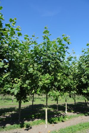 Platanus-h-Malburg-ho-18-25