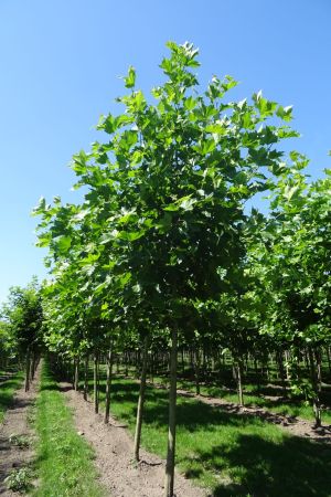 Platanus-h-Malburg-ho-20-30