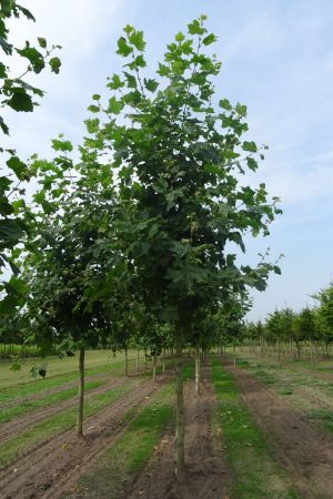 Platanus-h-Malburg-ho-25-35-2