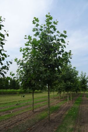 Platanus-h-Malburg-ho-25-35