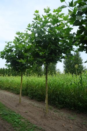 Platanus-h-Malburg-knotvorm-250cm-20-30-2