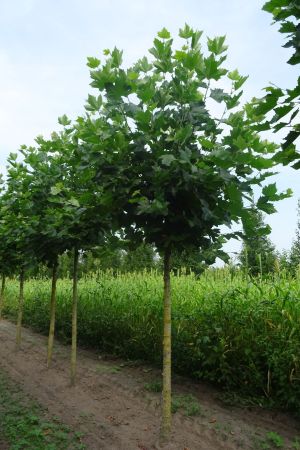 Platanus-h-Malburg-knotvorm-250cm-20-30