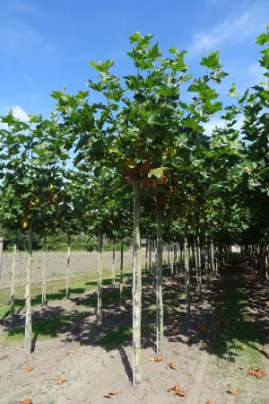 Platanus-h-Malbug-knotvorm-240cm-18-25-
