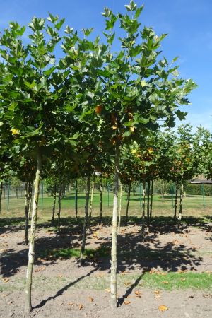 Platanus-h-Malburg-knot-240cm-18-25