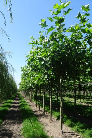 Platanus-h-Malburg-knot-250cm-18-25