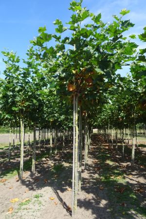 Platanus-h-Malburg-knotvorm-240cm-18-25