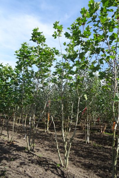 Platanus hispanica MRSTAM