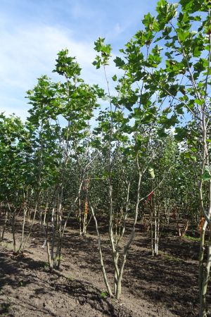 Platanus-hispanica-meerstam-350-400