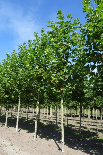 Platanus hispanica 'Pyramidalis' HO