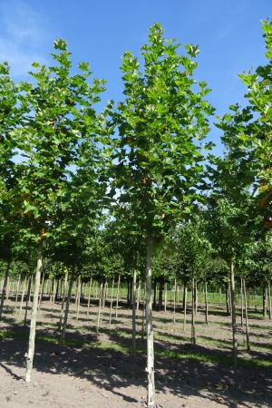 Platanus-h-Pyramidalis-ho-20-30-2