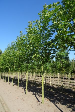 Platanus-h-Pyramidalis-ho-20-25-30