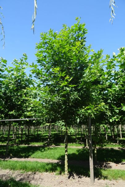Platanus orientalis 'Minaret' HO
