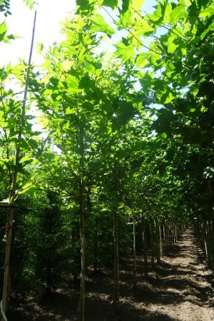 Platanus-o-Minaret-ho-12-14-16