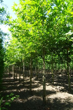 Platanus-o-Minaret-ho-16-18-20