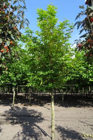 Platanus-o-Minaret-ho-16-18-20