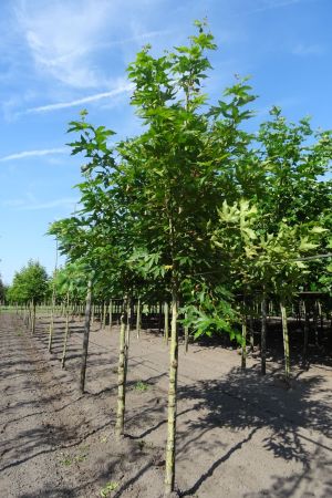 Platanus-o-Minaret-ho-16-18-20